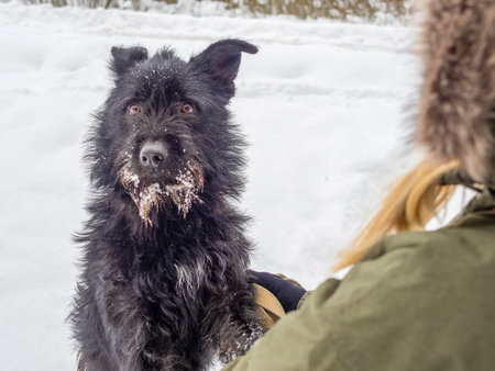 Young woman playing with funny Black pet dog with snow. on the background. Playing with the snow. Adorable dog enjoying her time, winter time. Copy spaceの写真素材