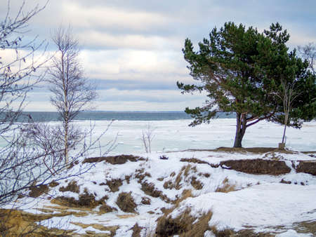Trees a mountain pick, winter time. cliff on the coast of the Baltic sea. Suurupi in Estonia. Rocky Coasline. copy space. vacation and freedom concept. The view of big icicles and frozen waterの写真素材