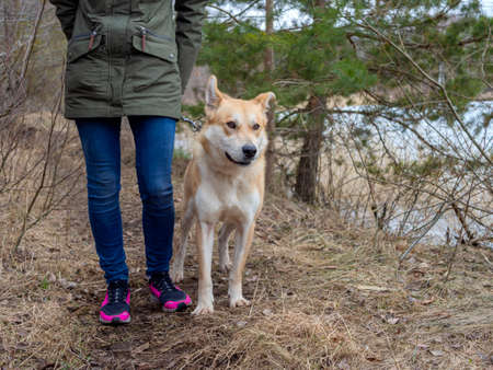 Beautiful ginger dog, close-up portrait of red male walking in a forest. Winter time. . Copy spaceの写真素材