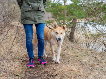 Beautiful ginger dog, close-up portrait of red male walking in a forest. Winter time. . Copy spaceの写真素材