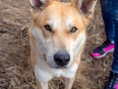 Beautiful ginger dog, close-up portrait of red male walking in a forest. Winter time. . Copy spaceの写真素材