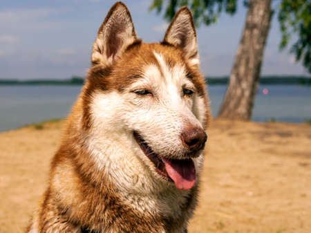 portrait of Wet husky dog near the water. A beautiful husky is swimming in the lake. Summer time and vacation concept. copy space. close upの写真素材