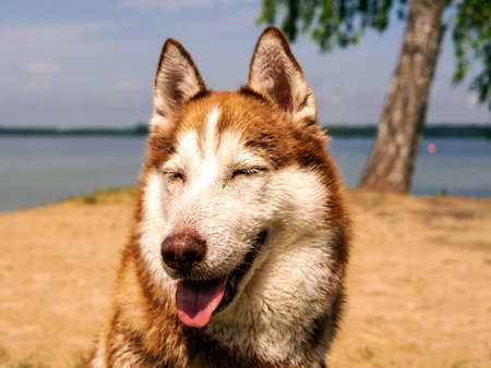 portrait of Wet husky dog near the water. A beautiful husky is swimming in the lake. Summer time and vacation concept. copy space. close upの写真素材