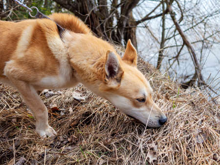 Beautiful ginger dog, close-up portrait of red male walking in a forest. Winter time. . Copy spaceの写真素材