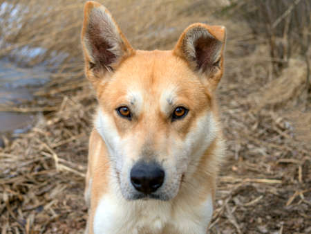 Beautiful ginger dog, close-up portrait of red male walking in a forest. Winter time. . Copy spaceの写真素材