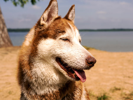 Wet husky dog and spray of water. A beautiful husky is swimming in the lake. Dog is standing on the SUP board. Summer time and vacation concept. copy space.の写真素材