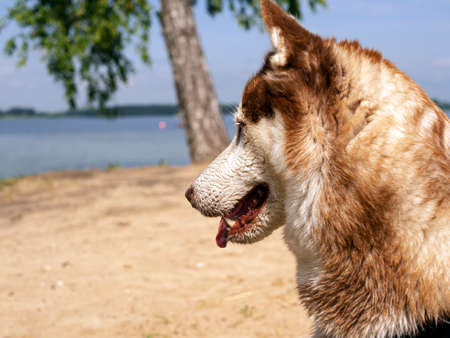 Wet husky dog and spray of water. A beautiful husky is swimming in the lake. Dog is standing on the SUP board. Summer time and vacation concept. copy space.の写真素材