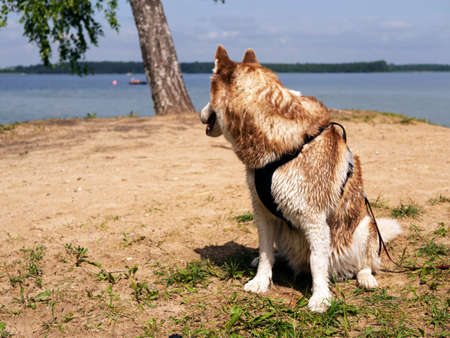 portrait of Wet husky dog near the water. A beautiful husky is swimming in the lake. Summer time and vacation concept. copy space. close upの写真素材