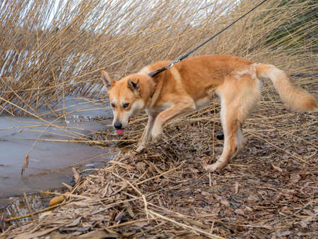 Beautiful ginger dog, close-up portrait of red male walking in a forest. Winter time. . Copy spaceの写真素材