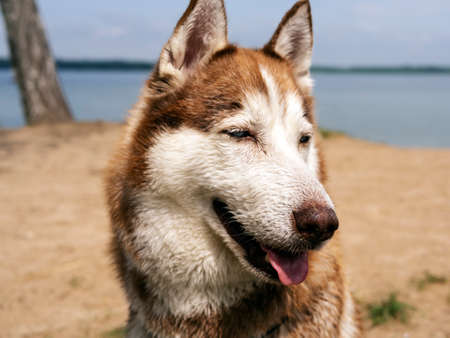 portrait of Wet husky dog near the water. A beautiful husky is swimming in the lake. Summer time and vacation concept. copy space. close upの写真素材