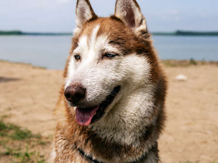 portrait of Wet husky dog near the water. A beautiful husky is swimming in the lake. Summer time and vacation concept. copy space. close upの写真素材