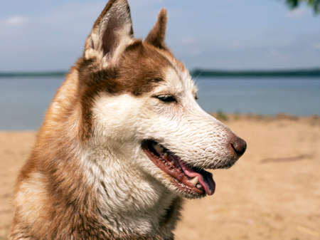 portrait of Wet husky dog near the water. A beautiful husky is swimming in the lake. Summer time and vacation concept. copy space. close upの写真素材