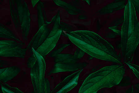Deep faded green leaves background. Creative layout. Toned image filter. Black and green.の写真素材