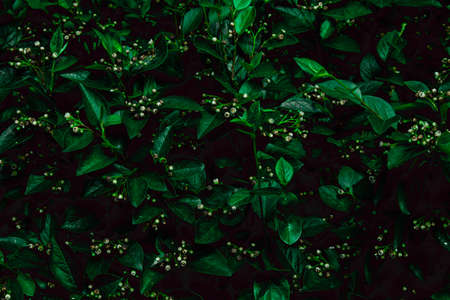 Deep faded green leaves background. Creative layout. Toned image filter. Black and green.の写真素材