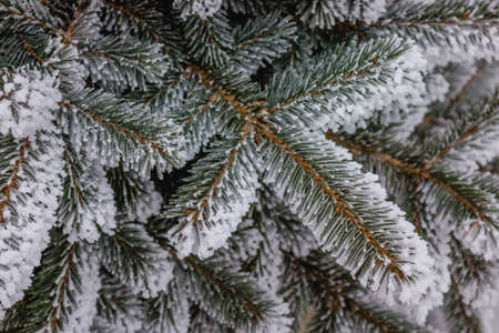 Many large Christmas trees and branches were eaten in white snow for the new year backgroundの写真素材