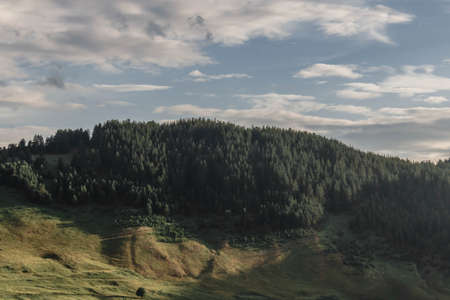 mountain with firs, field in the foreground, cloudy sky in the backgroundの写真素材