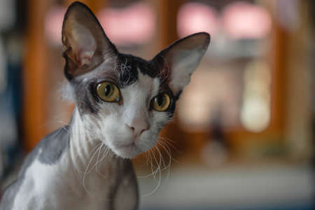 Don Sphynx Brash cat with big ears and eyes against the background of homely blurred interiorの写真素材