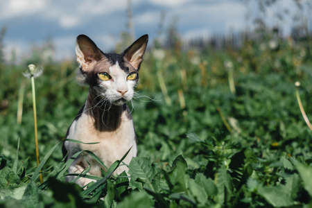 Don Sphynx Brush cat with big ears and eyes against the backdrop of natureの写真素材