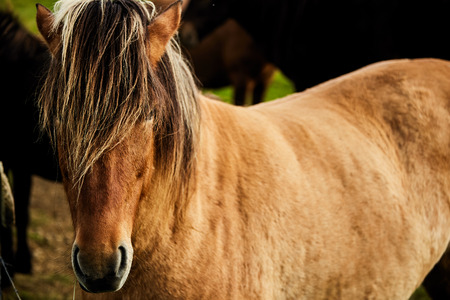 Super beautiful Icelandic horseの写真素材