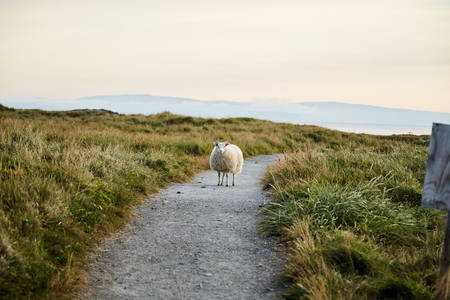Icelandic sheep standing on the road. Iceland landscape.の写真素材