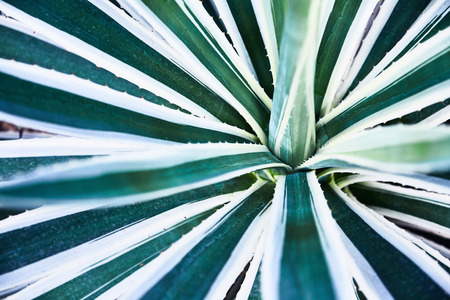 Green succulents cacti. Close-up. Background. Plant leaves close-up. Botanical garden. Tropical plantの写真素材