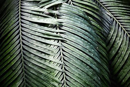 Green tropical leaves. Pattern. Close-up. Background. Plant leaves close-up. Botanical garden.の写真素材