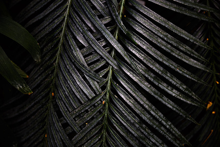 Dark Green tropical leaves. Pattern. Close-up. Background. Plant leaves close-up. Botanical garden.の写真素材