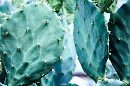 Green succulents cacti. Close-up. Background. Plant leaves close-up. Botanical garden. Tropical plantの写真素材