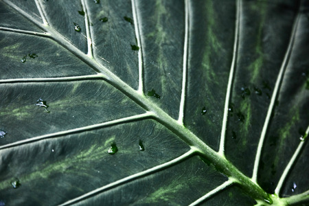 Green tropical leaves. Pattern. Close-up. Background. Plant leaves close-up. Botanical garden.の写真素材
