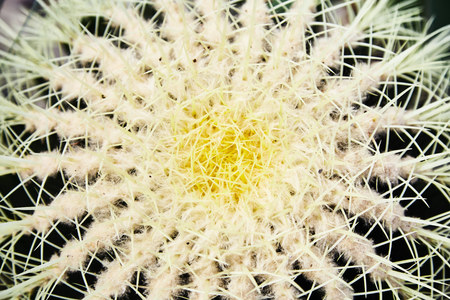 Green succulents cacti. Close-up. Background. Plant leaves close-up. Botanical garden. Tropical...