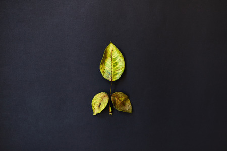 Dried rose Leaves on a black background. background image. Pattern. Abstractionの写真素材