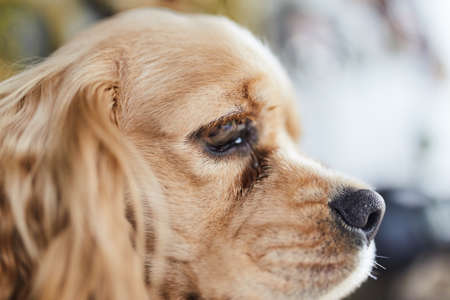 American Cocker Spaniel puppy side. Close up.の写真素材
