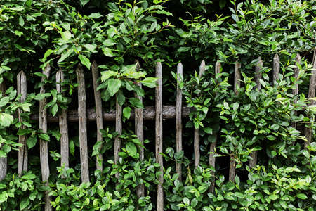 Old wooden fence. Background. The fence in the village.