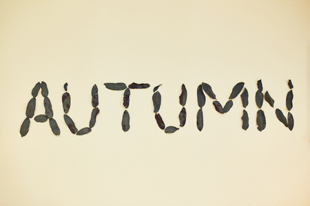 The Word Autumn. Composed of dry leaves. Light yellow backgroundの写真素材