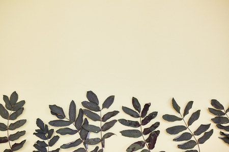 Dry leaves. Background. yellow background. close up