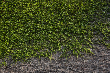 Creeping ficus, plant that covers walls an outdoor places, exterior. Texture of nature.の写真素材
