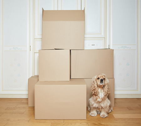 moving boxes. cardboard box. stack of boxes.  dog movesの写真素材