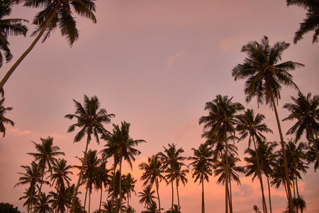 Palm trees silhouette on sunset tropical beach on Midigama, Sri-Lanka.