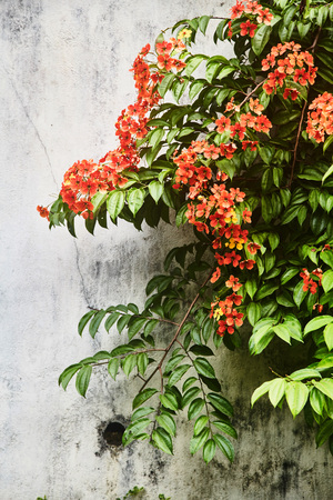 Wild liane with red flowers on the old brick wall. Close-up. Sri-Lanka. Kandy.