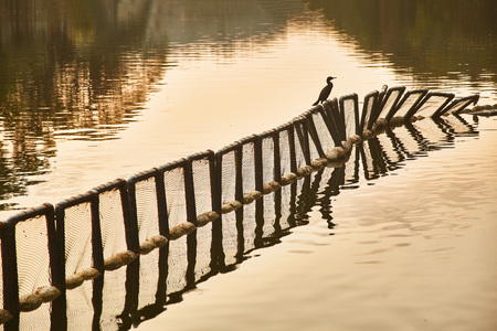 View of Kandy lake at sunset. Silhouette of a Heron. Kandy. Sri lankaの写真素材