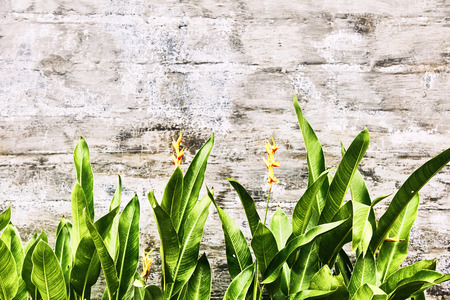 Old gray brick wall with green leaves. Texture. Bali.の写真素材