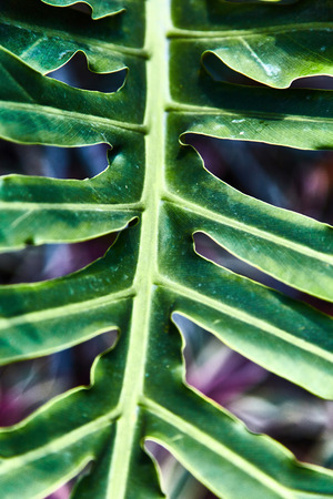 Colorful tropical palm leaves. Close-up.
