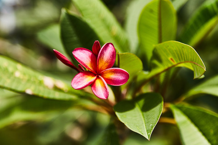 Small delicate tropical flower red color. Close-up.の写真素材