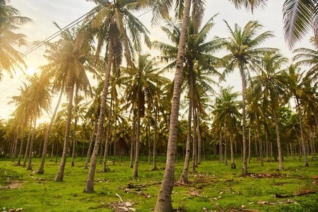 Palm forest. Silhouettes of palm trees against the sky during a tropical sunset. Trawangan Island. Indonesia.の写真素材