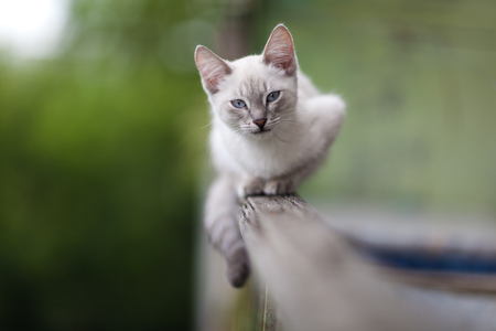 Cute little kitten. A kitten on the balcony railing. Close-up.の写真素材