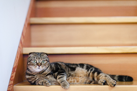 Cute lop-eared kitten lies on the steps  close-up.の写真素材