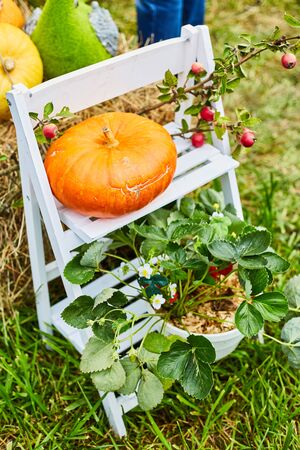 Fresh farm vegetables close up. Autumn harvest. Agricultural exhibition.の写真素材