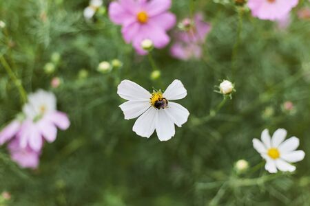 Delicate pink flowers in the flowerbed close up.の写真素材