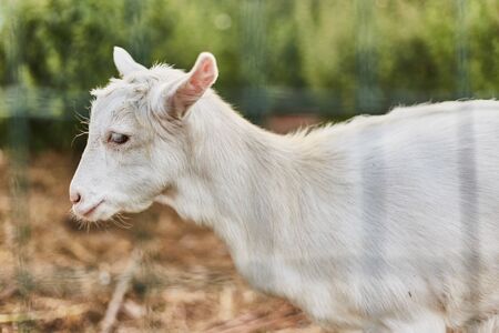 White goat in the paddock close up. Agricultural Exhibition.の写真素材