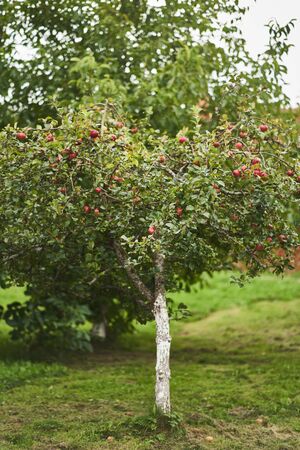 Apple tree in the garden with red fresh apples.の写真素材